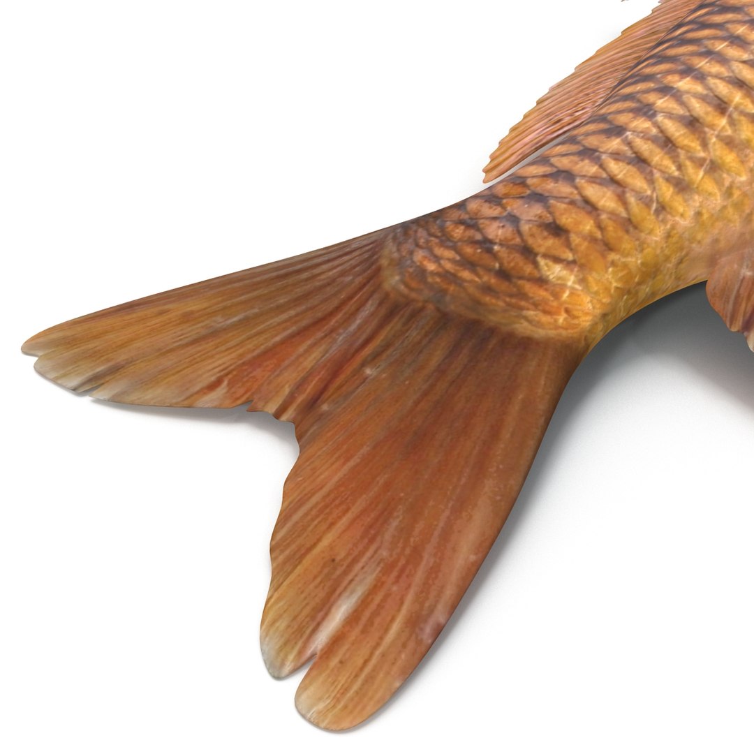 carp fish max https://p.turbosquid.com/ts-thumb/0F/u5k5Ru/aC87A1pW/carpfish_14/jpg/1402737210/1920x1080/fit_q87/7f8a81b4d92608d51ace3c3e28c349d23f5e3f3a/carpfish_14.jpg