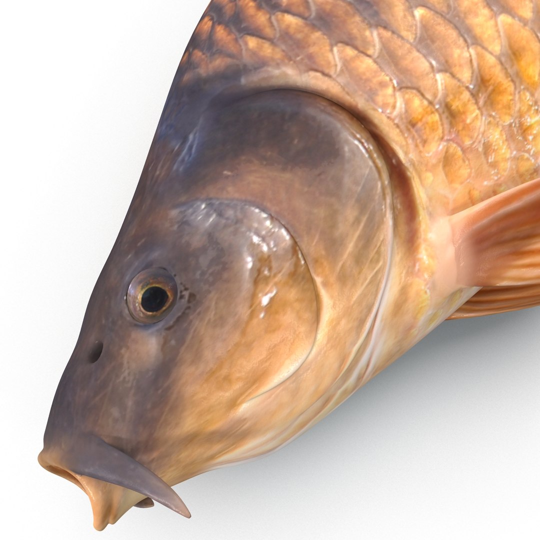 carp fish max https://p.turbosquid.com/ts-thumb/0F/u5k5Ru/cD7xtIcW/carpfish_21/jpg/1402737222/1920x1080/fit_q87/2cb8a4814919518284daed891f73d3d0077523c9/carpfish_21.jpg