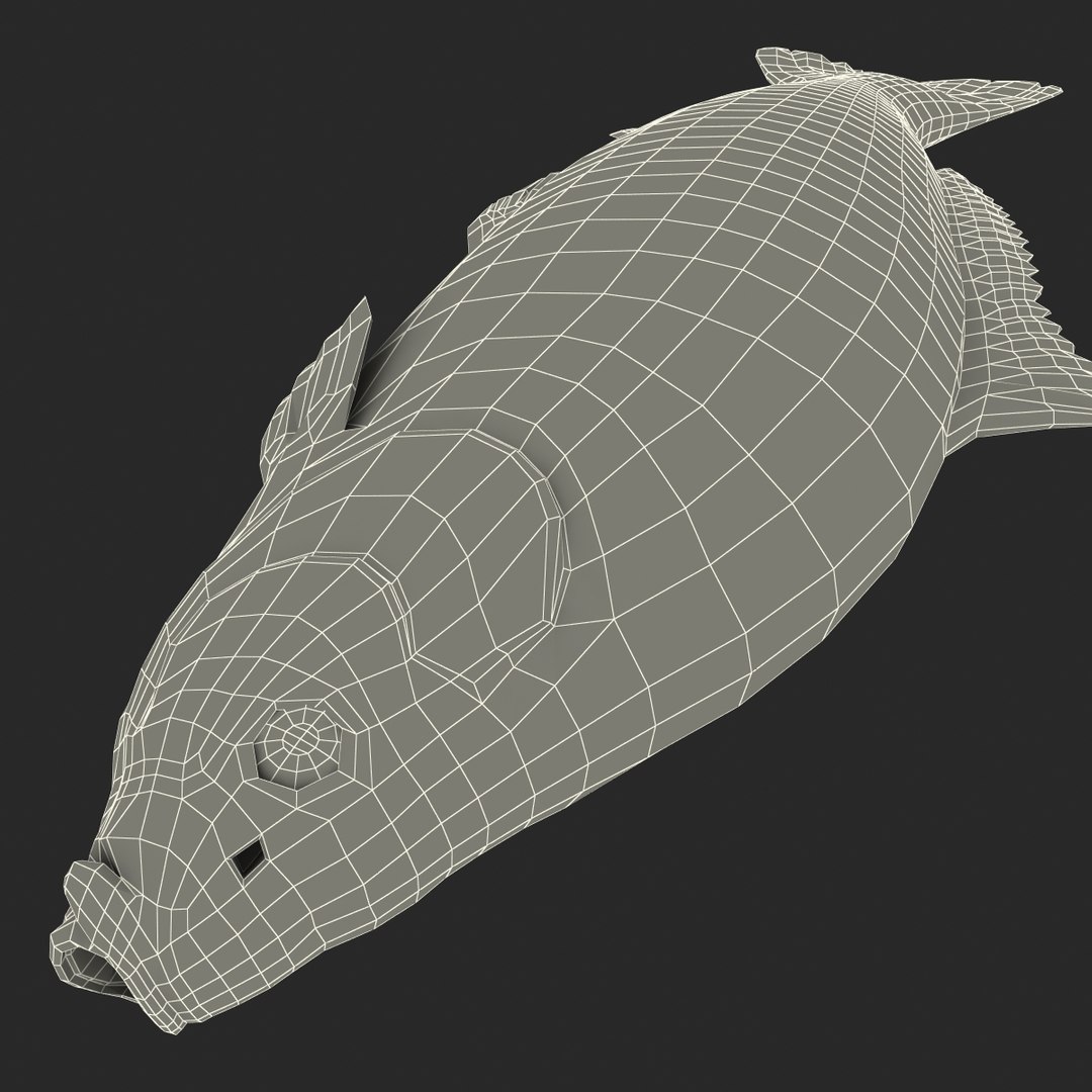 carp fish max https://p.turbosquid.com/ts-thumb/0F/u5k5Ru/fGy2QTmT/carpfish_29/jpg/1402737241/1920x1080/fit_q87/2c1f685a1dcd15089ed2bb33f84a0c4868962e8a/carpfish_29.jpg