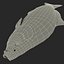 Carp Fish