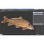 Carp Fish