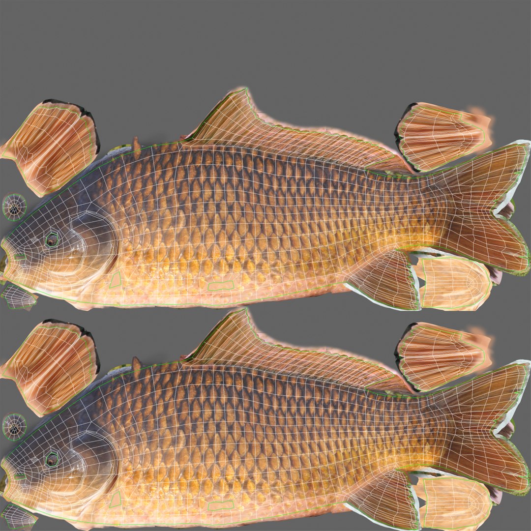 carp fish max https://p.turbosquid.com/ts-thumb/0F/u5k5Ru/njfaGP24/carpfish_3/jpg/1402737176/1920x1080/fit_q87/ab19c68834e5b0308fbd005491c17627f19ea6d4/carpfish_3.jpg
