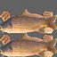 Carp Fish