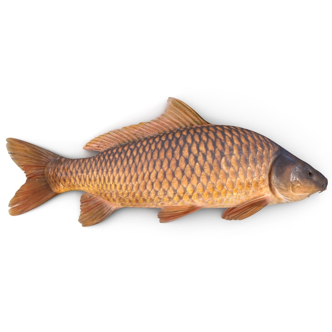 carp fish max https://p.turbosquid.com/ts-thumb/0F/u5k5Ru/oq3k4Z5p/carpfish_8/jpg/1402737202/1920x1080/fit_q87/acd8e7e11a7267d13a76d71fe0f73d0023334fb4/carpfish_8.jpg