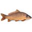 Carp Fish