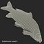 Carp Fish