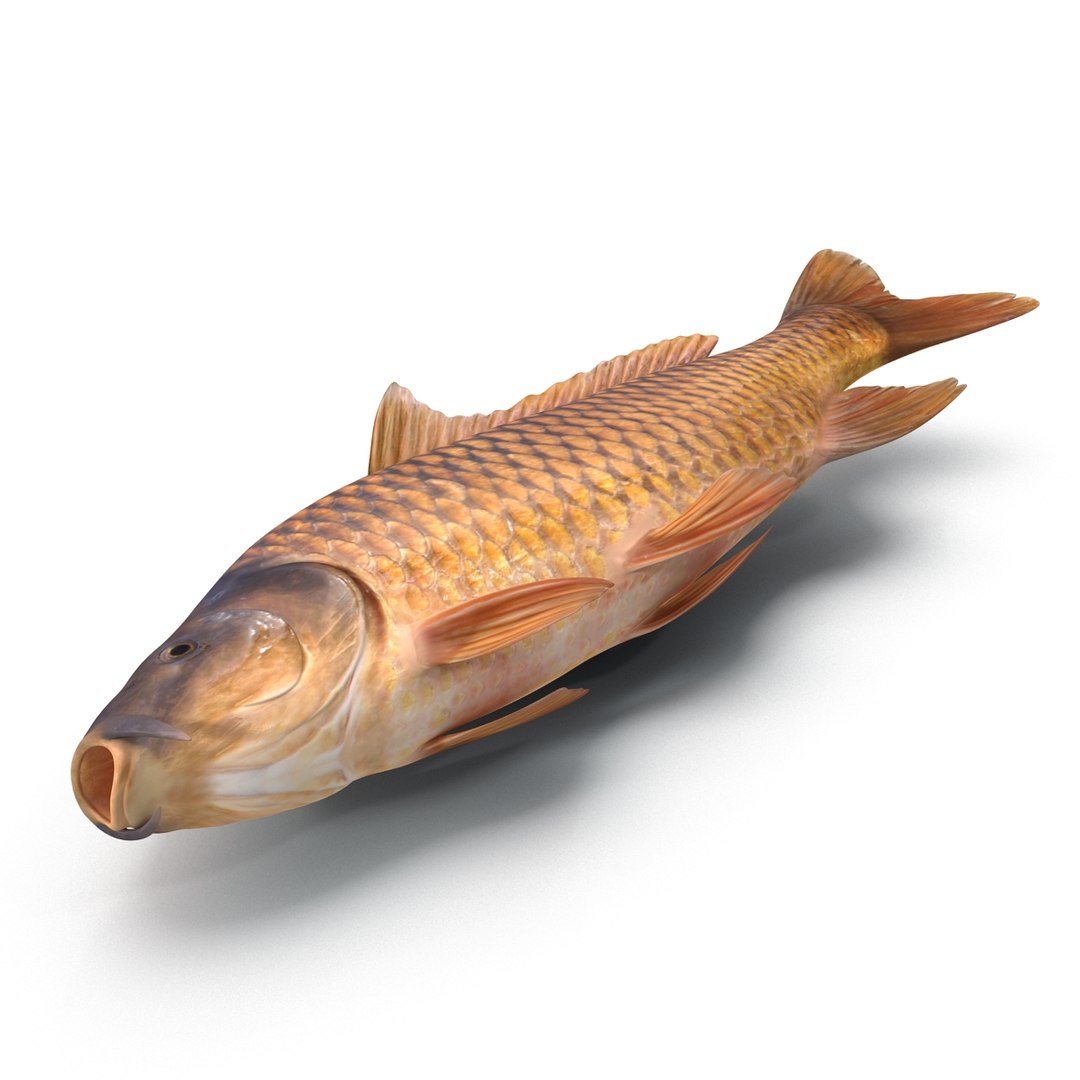 carp fish max https://p.turbosquid.com/ts-thumb/0F/u5k5Ru/qdD8Asek/carpfish_22/jpg/1402737211/1920x1080/fit_q87/303ca58b1489962d0638a0f6041474a7b883916b/carpfish_22.jpg