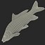 Carp Fish