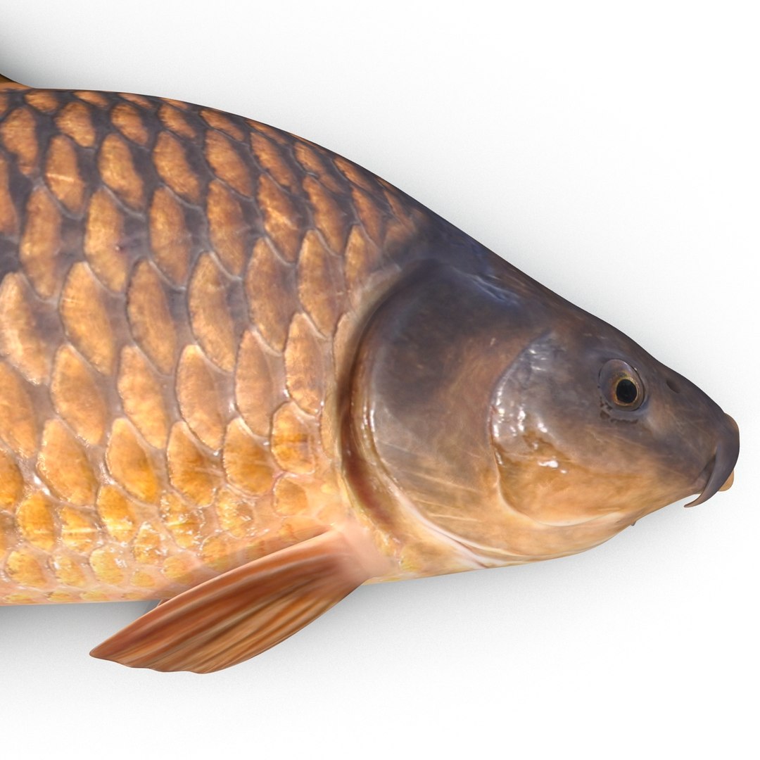carp fish max https://p.turbosquid.com/ts-thumb/0F/u5k5Ru/vl2UmcWj/carpfish_11/jpg/1402737208/1920x1080/fit_q87/5ba26429b291a1dd7c71b1668c2cdf3d5b4bdcc5/carpfish_11.jpg
