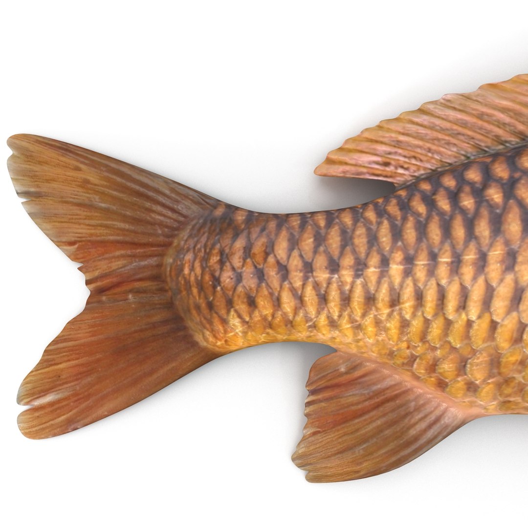 carp fish max https://p.turbosquid.com/ts-thumb/0F/u5k5Ru/wgRWMx9j/carpfish_10/jpg/1402737190/1920x1080/fit_q87/d6b2daed3fba299c065556d23ac4c9148b2e47c9/carpfish_10.jpg