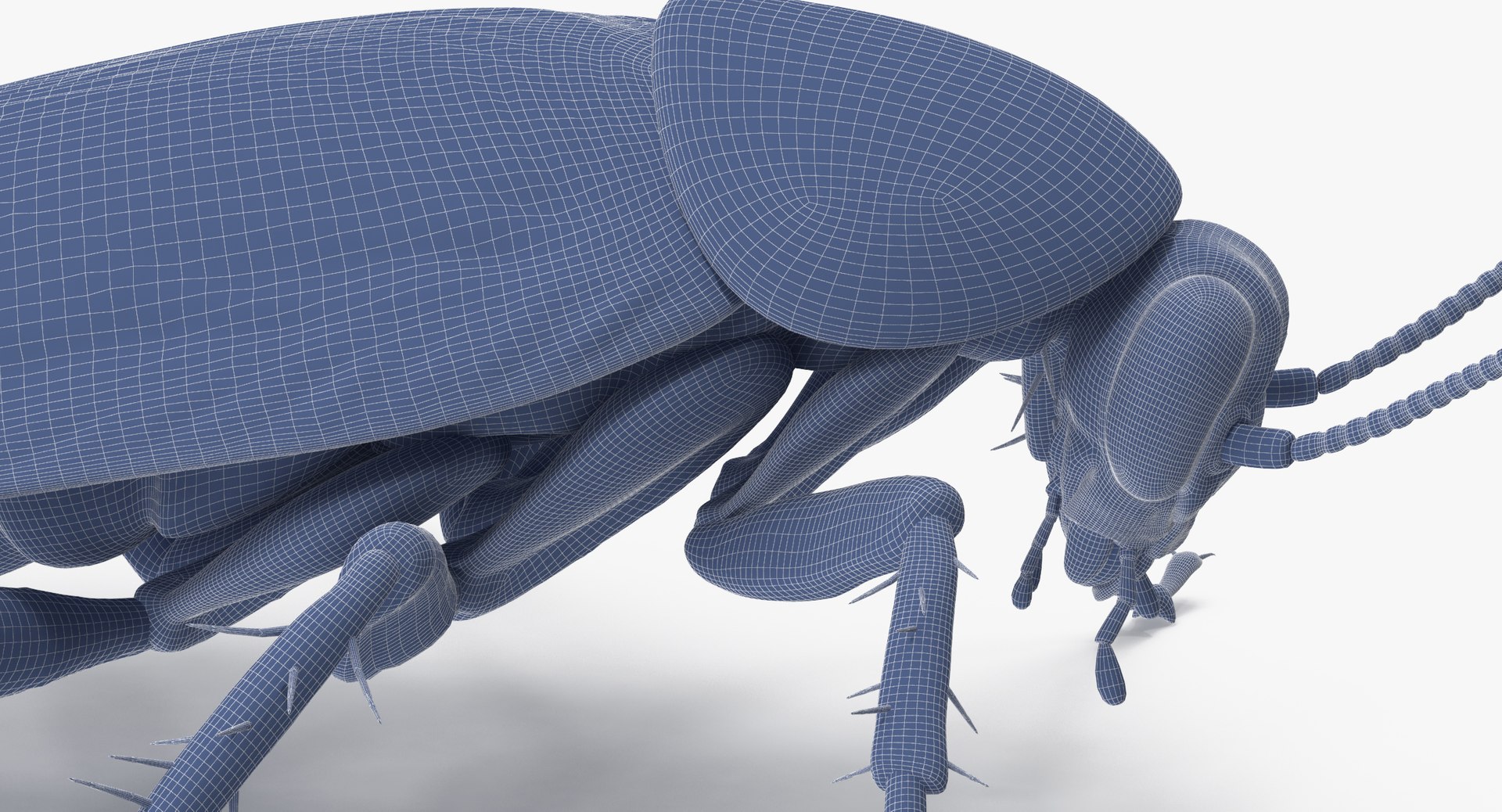 Cockroach Poses 3d Model