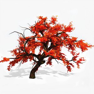 japanese maple tree 3d model