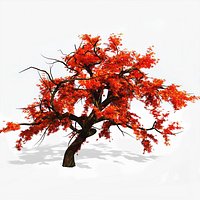 Japanese Maple