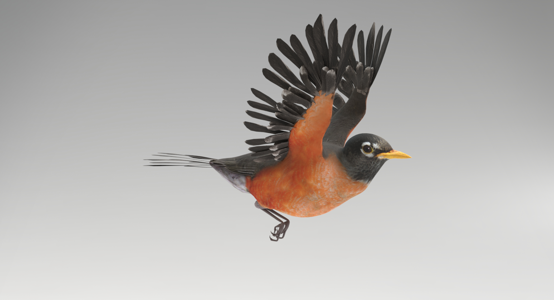 3D American Robin Animations - TurboSquid 1295750
