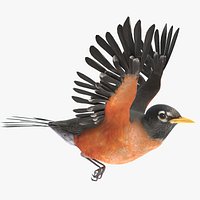 Robin Animated