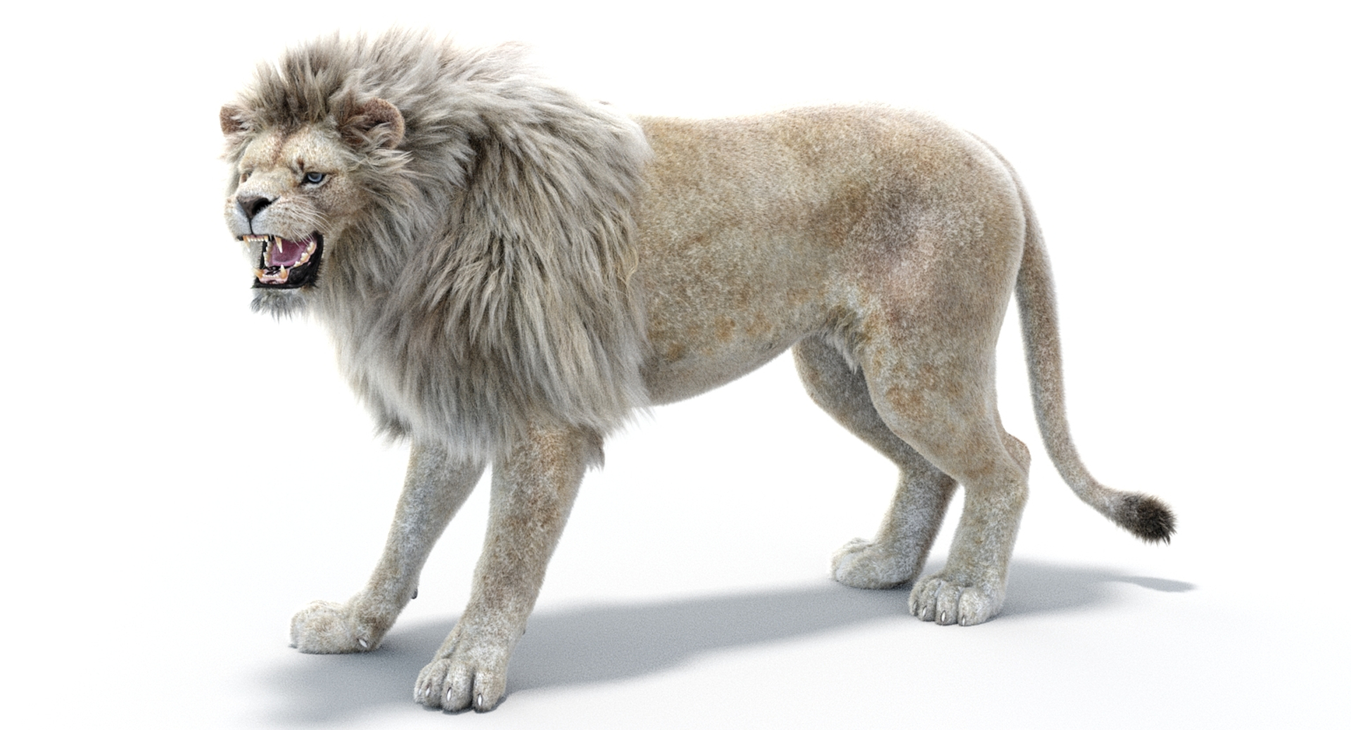 Lion 2 fur colors model - TurboSquid 1156859