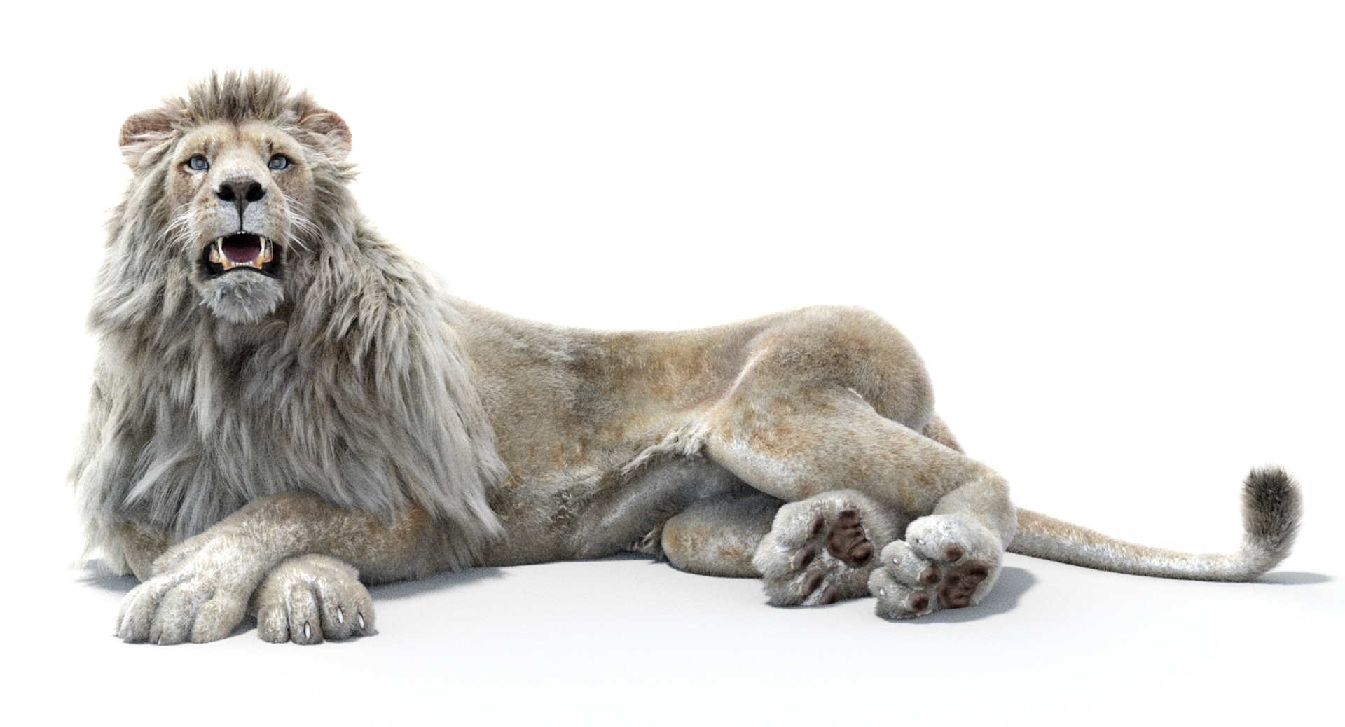 Lion 2 fur colors model - TurboSquid 1156859