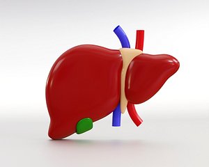 3D Liver Anatomy
