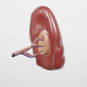 3D spleen model