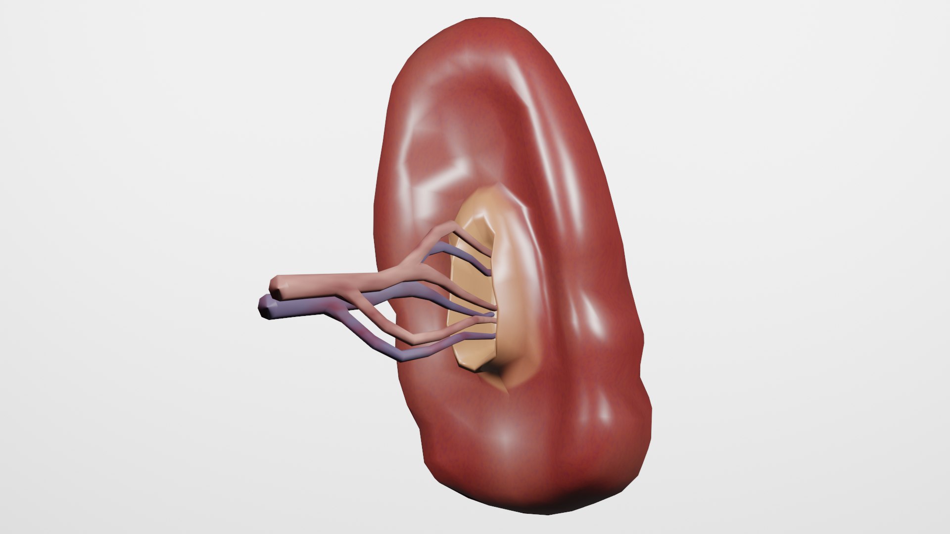 3D Spleen Model - TurboSquid 2108470