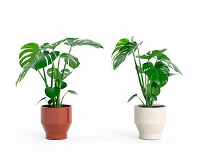 3D Plant Monstera Deliciosa S