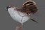 Sparrow Rigged