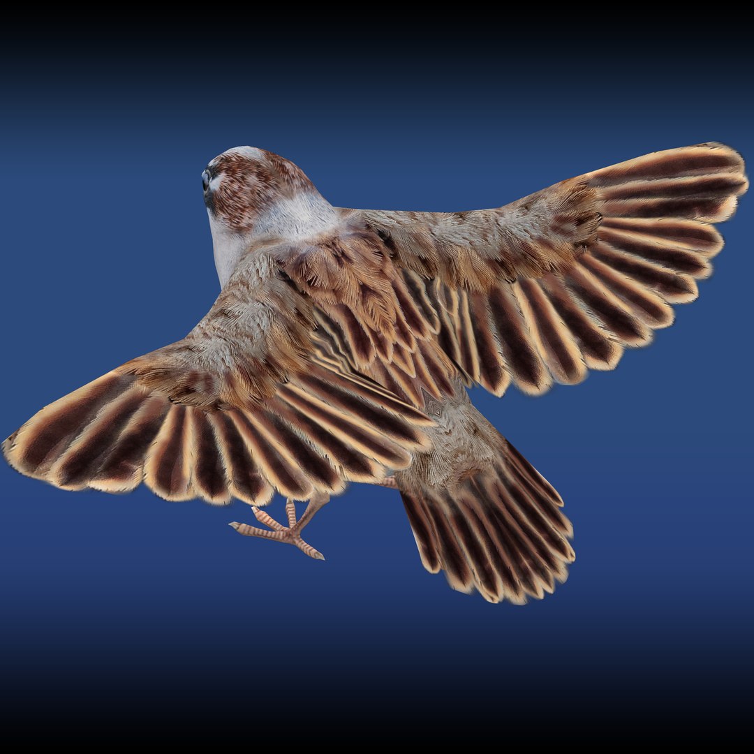 Sparrow Rigged 3D https://p.turbosquid.com/ts-thumb/0G/oqZtM1/Am/render_snap_5/png/1654375321/1920x1080/fit_q87/2774370b5cdacdca05478e3c9a84edd1ce105c83/render_snap_5.jpg