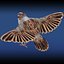 Sparrow Rigged