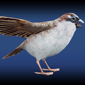 Sparrow Rigged 3D