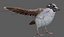 Sparrow Rigged