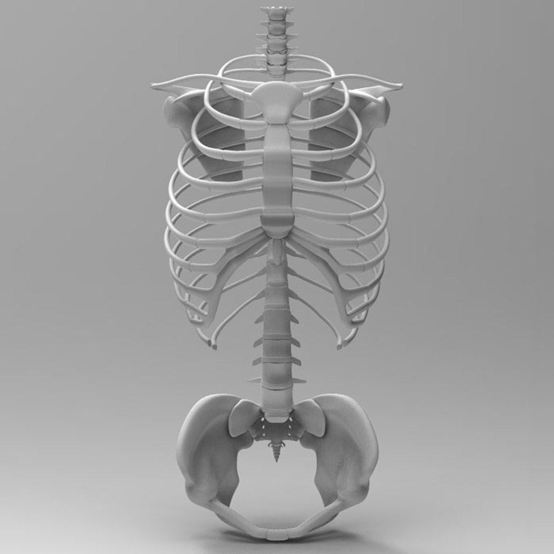 3ds Max Human Skeleton Torso