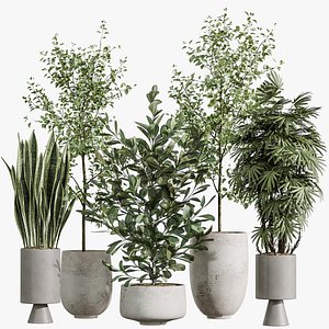 3D AV Indoor Plants Set 381 Rhapis Palm and Green Sansevieria and Ficus Microcarpa and Olive Eucalyptus