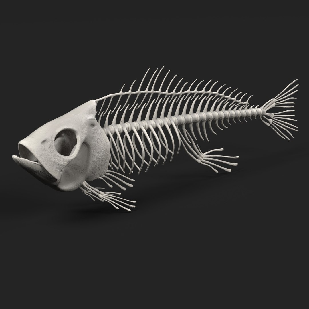 Fish Skeleton 3d Obj