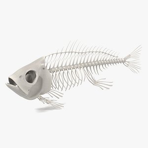 Fish Skeleton