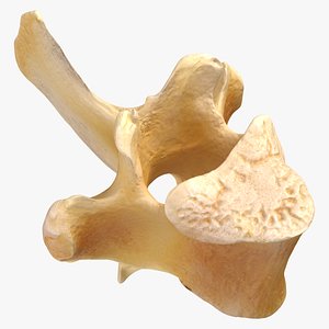 Kangaroo Red Necked Wallaby Thoracic Vertebrae TH9