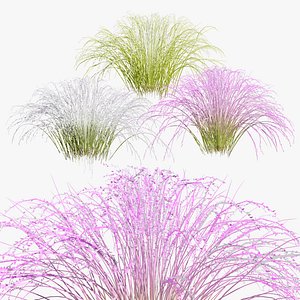 Eragrostis spectabilis 3D Pack 3D model