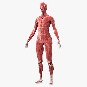 Female Muscle System 3D model