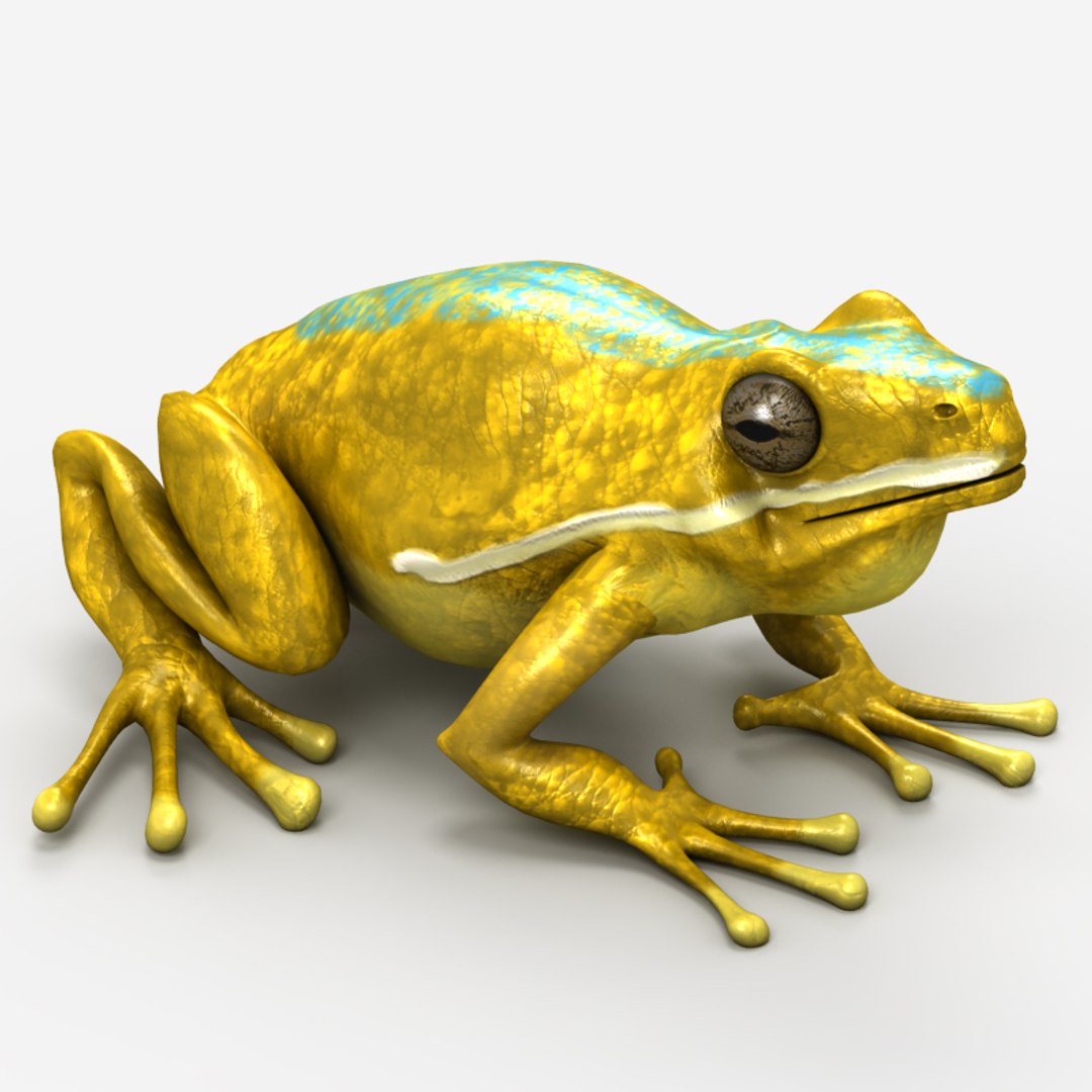 frog 3d max https://p.turbosquid.com/ts-thumb/0H/LWKy4M/HlhR4ANc/10015/jpg/1410096465/1920x1080/fit_q87/16bd61cb8a907c862541b528476471e0b73beeab/10015.jpg
