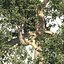 Brazil Nuts Tree