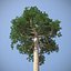 Brazil Nuts Tree