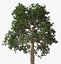Brazil Nuts Tree