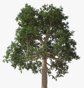 Brazil Nuts Tree