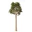 Brazil Nuts Tree