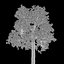 Brazil Nuts Tree