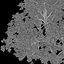 Brazil Nuts Tree
