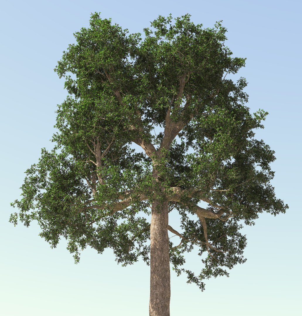 rainforest tree brazil nuts 3D https://p.turbosquid.com/ts-thumb/0H/OreolA/mxs8j1wG/01/jpg/1502490759/1920x1080/fit_q87/edaab2a7935304e0065bd2f79afc3189aa56893a/01.jpg