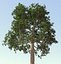 Brazil Nuts Tree