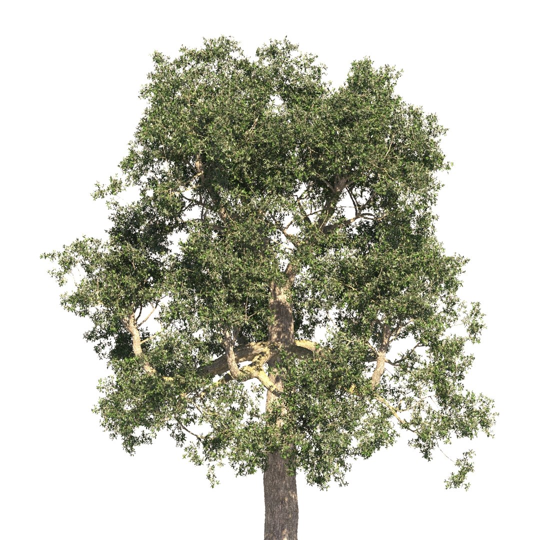 rainforest tree brazil nuts 3D https://p.turbosquid.com/ts-thumb/0H/OreolA/ofSKKLtU/03/jpg/1502490759/1920x1080/fit_q87/e0a5486b041031d176733f537a82533a7a7593a5/03.jpg