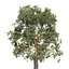 Brazil Nuts Tree