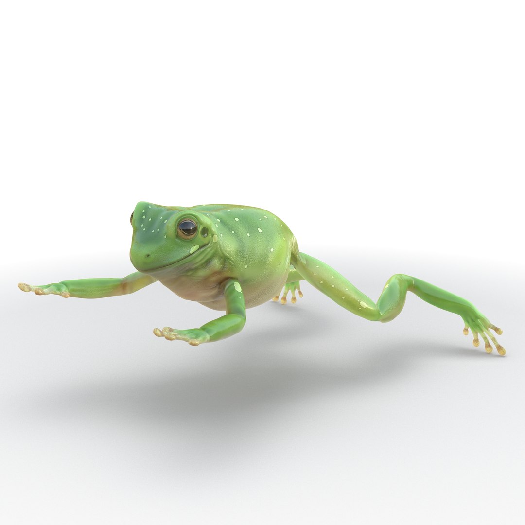 Australian Green Tree Frog Jumping Pose 3D Model 3D model preview